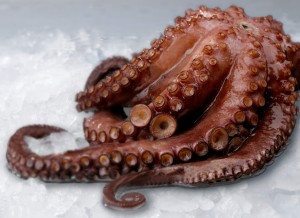 Cephalopoden (Kopffüßer)